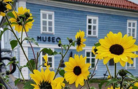 Keltaisia kukkia Pakkahuoneen museon edessä.